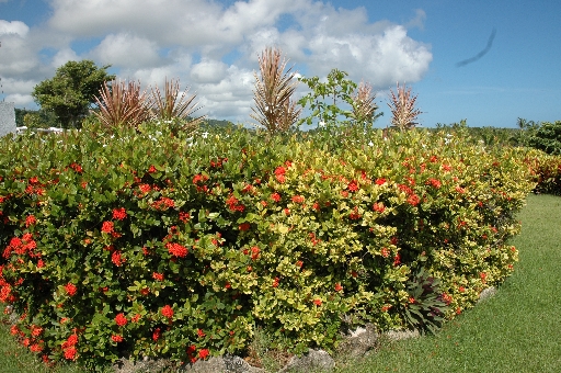 Pretty foliage 